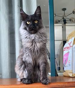 Maine Coon