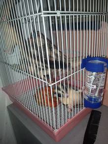 Sugar glider 
