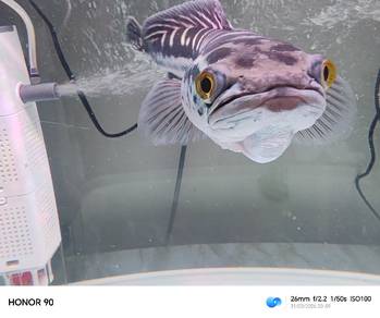 ikan toman