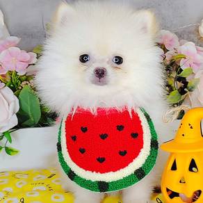 Pomeranian