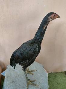ayam