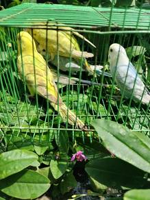 burung baji 