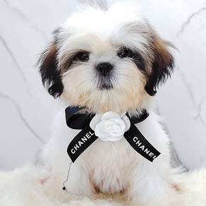 Shih Tzu