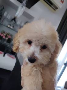 Female Poodle for sale