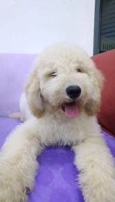 Goldendoodle puppies