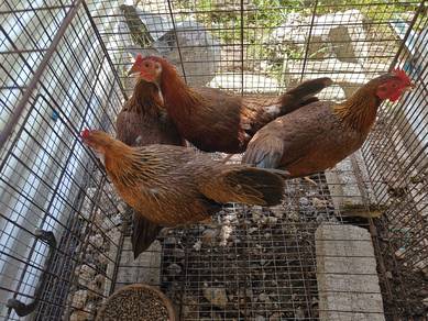 ayam hutan betina