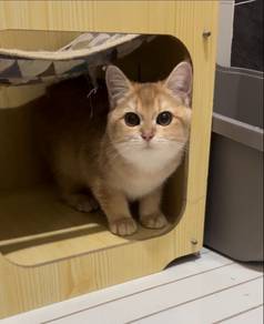 British Golden Short Hair Female