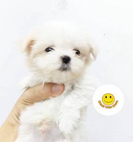 QW1000 Tiny size Maltipoo puppy