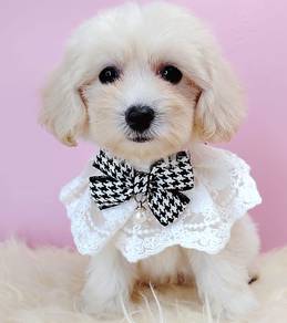 Maltipoo
