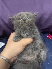 Munchkin & Persian Crossbreed Kittens for Sale