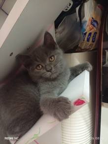 bsh female 