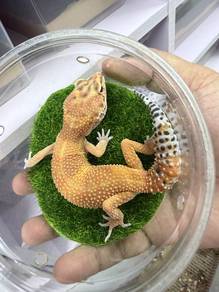 Leopard Gecko