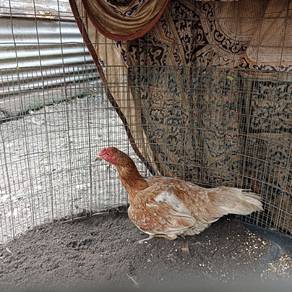 Ibu Ayam Sekali Anak 2