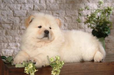 Chow Chow