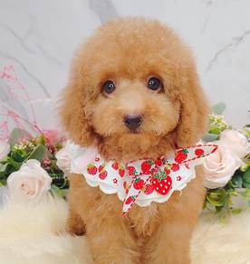 Maltipoo