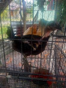 Anak cemani kacuk