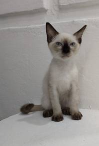 Kitten Siamese Male SH