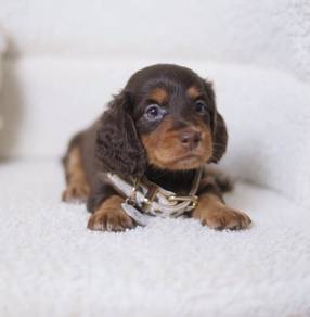 MINIATURE DACHSHUND Puppies D179 PREMIUM Quality