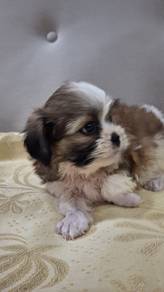 shih tzu puppy 