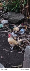 ayam