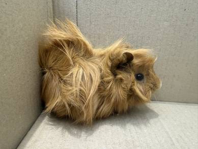 peruvian guinea pig