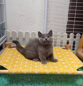 Kucing kaki pendek