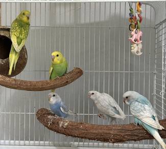 Burung Baji / Budgie
