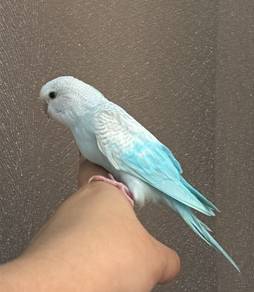 mjinak burung