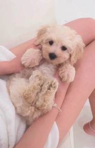 j4 Charming Maltipoo Dog