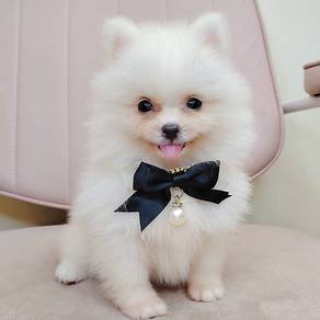 Pomeranian
