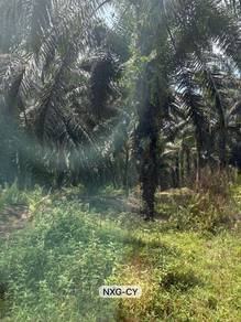 Agricultural Land in Banting, SGR