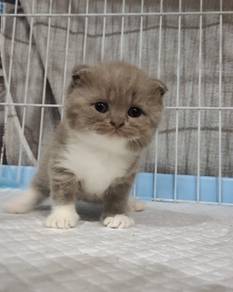 SCF Kitten