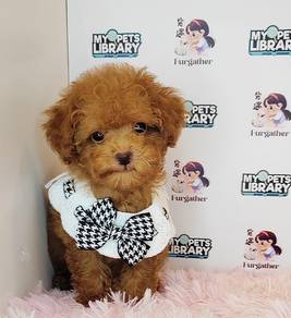Poodle toy