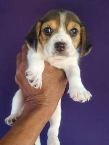 Pure Breed Beagle (Female 2) 纯种比格犬 女生2号