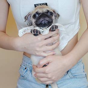 Pug