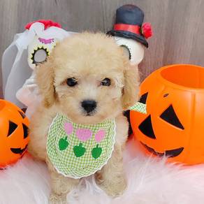 Poodle