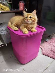 persian mix orange kitten 