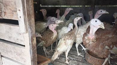 ayam belanda