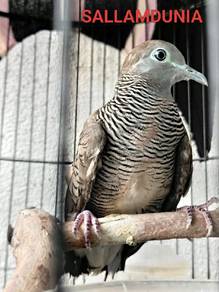 Merbuk kacuk burma + kampung