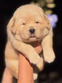 Goldn Rottweiler 