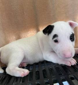 BULL TERRIER PUPPIES BT124 🐻 Girl