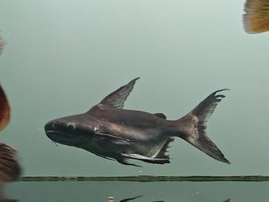 shortbody high fin patin