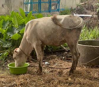 lembu