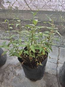 Pokok Kesum 