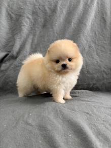SS3_Y7799 bear face tiny Pomeranian