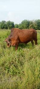 lembu jantan utk korban