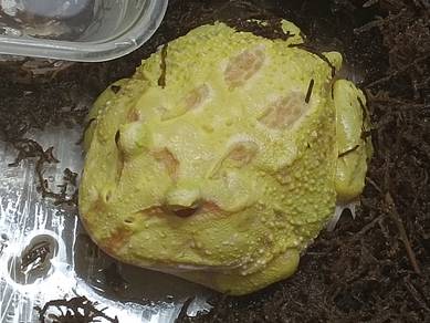 Pacman frog / Budgett's frog