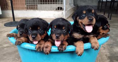 Rottweiler Puppy