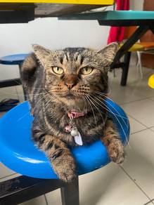 kucing baka mix