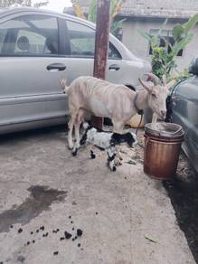 kambing susu sanen 